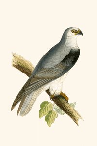 チャールズロバートブリー（1811-86）による「イギリスの島々では観察されないヨーロッパの鳥の歴史」からのイラスト、1867年に出版された黒い翼のある凧 作： English School