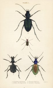 青い斑点または金色の斑点を持つタイガー・ビートル、Cicindela aurulenta 1、剣歯状の地虫、Anthia decemguttata 2、巨大な紫の地虫、Carabus scabrosus tauricus 3、地虫、Carabus hispanus 4 作： English School