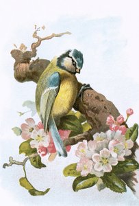 青シジュウカラ