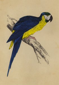 青と黄のコンゴウインコ（カラーリトグラフ 作： English School