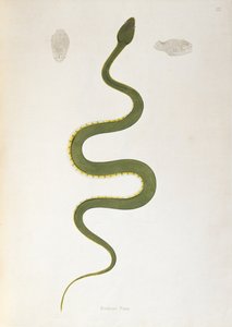 1796年、ロンドンのパトリックラッセルによってコロマンデルの海岸から収集されたインドの蛇のアカウントからのBodroo Pamヘビ 作： English School