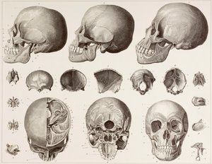 19世紀の版画の後の頭の骨 作： English School