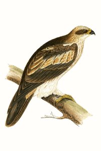 ブートドイーグル、チャールズロバートブリー（1811-86）による「イギリス諸島では観察されないヨーロッパの鳥の歴史」のイラスト、1867年発行 作： English School