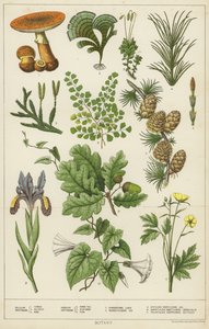 植物学 作： English School