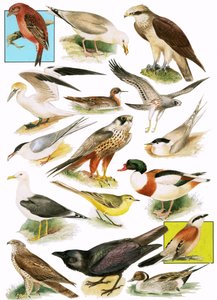 イギリスの鳥 作： English School