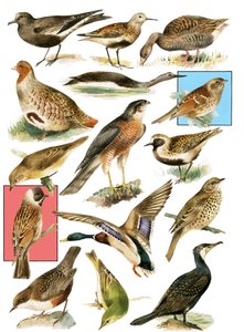 イギリスの鳥 作： English School