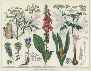 英国の有毒植物 (カラーリソ) 作： English School