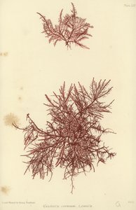 イギリスの海草（自然印刷） 作： English School