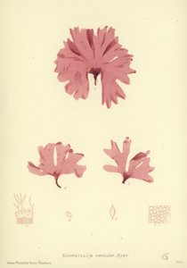 イギリスの海草（自然印刷） 作： English School
