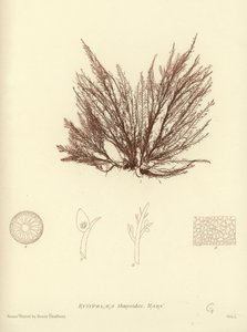 イギリスの海草（自然印刷） 作： English School