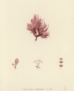 イギリスの海草（自然印刷） 作： English School