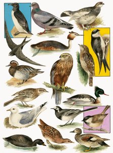 イギリスの鳥 作： English School