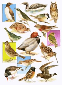 イギリスの鳥 作： English School