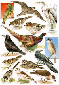 イギリスの鳥 作： English School