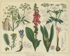 イギリスの有毒植物 (カラーリソ) 作： English School