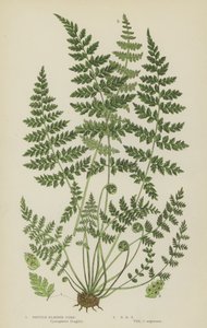 Brittle Bladder Fern (カラーリトグラフ) 作： English School