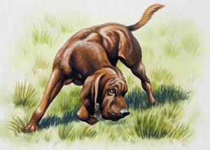 茶色い犬
