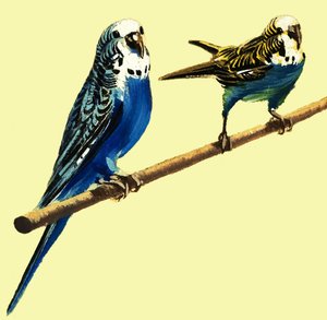 セキセイインコ