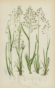 Bulbous Meadow Grass、Alpine Meadow Grass、Wavy Meadow Grass、Wood Meadow Grass、Annual Meadow Grass（カラーリトグラフ版）