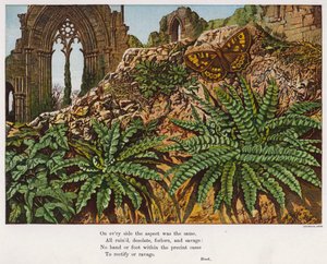 修道院の廃墟の中の蝶々とシダ植物（カラー・エングレービング 作： English School