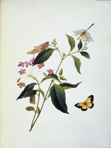 植物の蝶、バッタ、トンボ 作： English School