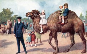 子供を乗せたラクダ（ロンドン動物園）（カラーリトグラフ 作： English School