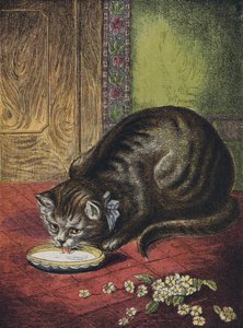 牛乳を飲む猫