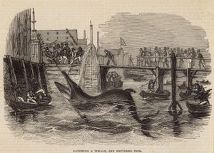 デプトフォード桟橋からクジラを捕まえる 作： English School