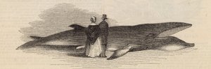 デプトフォード桟橋からクジラを捕まえる：クジラ 作： English School