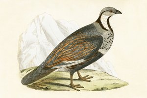 白人のスノーパートリッジ、チャールズロバートブリー（1811-86）による「イギリスの島々では観察されないヨーロッパの鳥の歴史」のイラスト、1867年 作： English School