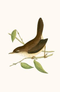チャーチロバートブリー（1811-86）による「イギリスの島々では観察されないヨーロッパの鳥の歴史」からのイラスト、1867年出版のCetti&39;s Warbler 作： English School
