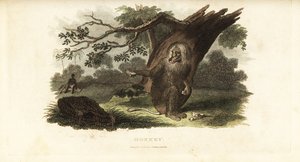 南アフリカで黒人男性に自分の食べ物をからませるチャクマヒヒ 作： English School