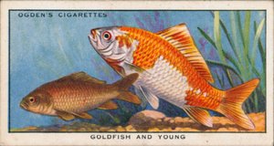 幼魚と成魚、金魚と若魚の色の変化（カラーリトグラフ）