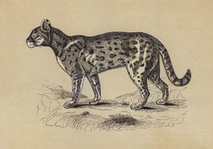 チャティ（カラーリトグラフ）