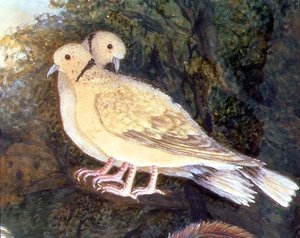 農場の近くの鶏と鳩 鳩のディテール（水彩、ガッシュ、紙）（93278のディテール 作： English School