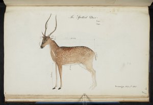 チタル。 「Cervus axis」.オリジナルの碑文:「The Spotted Deer Can: San: Seemoga July 4th 1805」[寸法を表示]  水彩。  1799年～1819年 作： English School