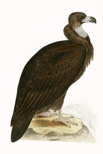 シロハゲワシ、チャールズロバートブリー（1811-86）による「イギリス諸島では観察されないヨーロッパの鳥の歴史」のイラスト、1867年に公開（カラーリソ） 作： English School