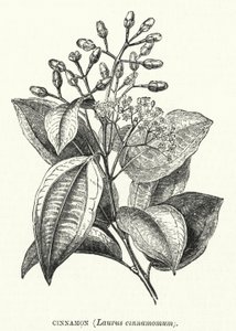 シナモン(Laurus cinnamomum)(彫刻) 作： English School