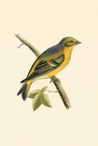 シトリルフィンチ、チャールズロバートブリー（1811-86）による「イギリス諸島では観察されないヨーロッパの鳥の歴史」の図解、1867年発行 作： English School