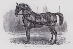 Cleveland Bay State Carriage-Horse (彫刻) 作： English School