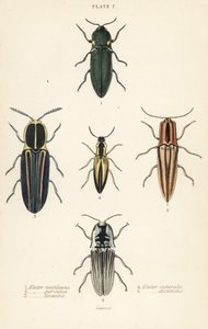 クリックビートル：ヘッドライトエレーター、Pyrophorus noctilucus 1、Chalcolepidius porcatus 2、ラインドクリックビートル、Agriotes lineatus 3、Elater suturalis 4、Semiotus distinctus 5 作： English School
