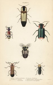 カチカチのカブトムシMelanoxanthus melanocephalus 1、Luciola italica 2、Lampyris latreillii 3、Lycus festivus 4、soft-wing flower beetle、Clanoptilus marginellus 5、Priocera variergata 6 作： English School