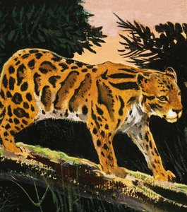 ウンピョウ