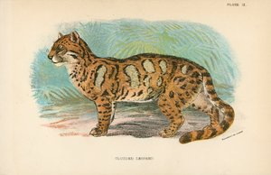曇ったヒョウ 作： English School