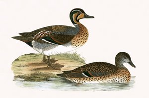 チャッキング・ティール、チャールズ・ロバート・ブリー（1811-86）による「イギリス諸島では観察されないヨーロッパの鳥の歴史」のイラスト、1867年発行 作： English School