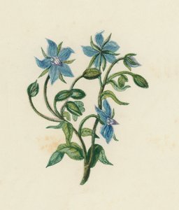 コモンボリジ（Borago Officinalis）（カラーリトグラフ 作： English School