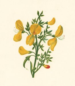 ホウキ（Cytisus Scoparius）（カラーリトグラフ 作： English School