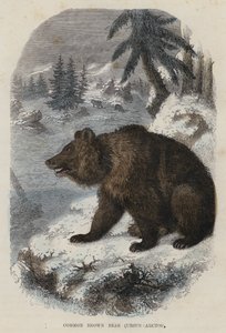 ヒグマ(Ursus Arctos)(彩色済み彫刻) 作： English School
