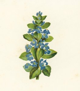 コモンバグル・Ajuga Reptans（カラーリトグラフ） 作： English School