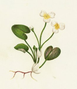 一般的なカエルビット、バイトカエルHydrocharis 作： English School